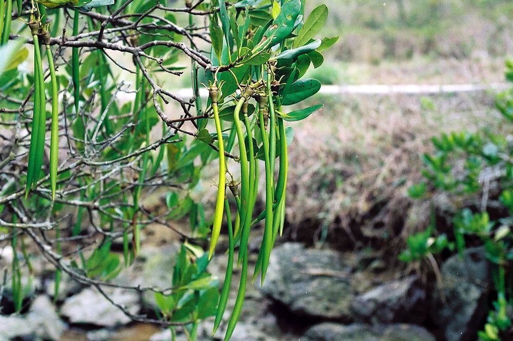 秋茄（水筆仔）